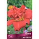 Лилейник гибридный «Мозес Файр», I р-р, 1 шт. 56 h(см), Осень 2024  (артикул 9245751)  большой выбор товаров оптом и в розницу по низким ценам с доставкой