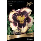 Лилейник гибридный «Мусака», I р-р, 1 шт. 55 h(см), Осень 2024  (артикул 9245752)  большой выбор товаров оптом и в розницу по низким ценам с доставкой