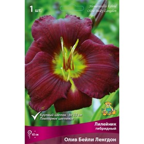 Лилейник гибридный Олив Бейли Ленгдон, I р-р, 1 шт. 65 h(см), Осень 2024  (артикул 9245756)  большой выбор товаров оптом и в розницу по низким ценам с доставкой
