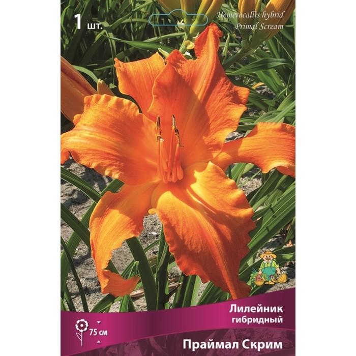 Лилейник гибридный Праймал Скрим, I р-р, 1 шт. 70-90 h(см), Осень 2024