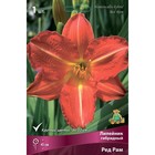 Лилейник гибридный «Ред Рам», I р-р, 1 шт. 45 h(см), Осень 2024  (артикул 9245764)  большой выбор товаров оптом и в розницу по низким ценам с доставкой