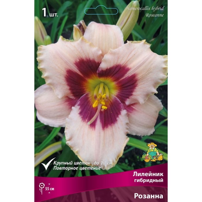 Лилейник гибридный Розанна, I р-р, 1 шт. 40 h(см), Осень 2022