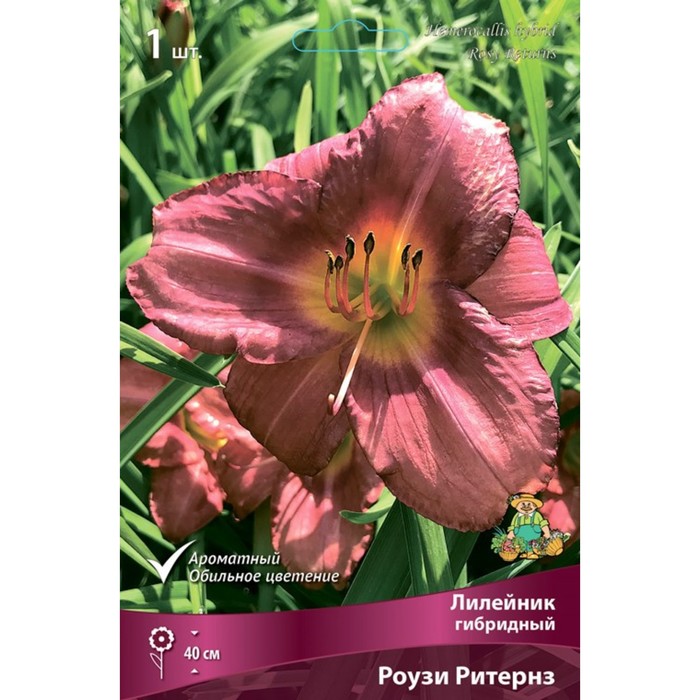 Лилейник гибридный Роузи Ритернз, I р-р, 1 шт. 40 h(см), Осень 2024