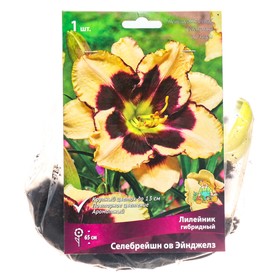 Лилейник гибридный Селебрейшн ов Эйнджелз, I р-р, 1 шт. 65 h(см), Осень 2024  (артикул 9245768)  большой выбор товаров оптом и в розницу по низким ценам с доставкой