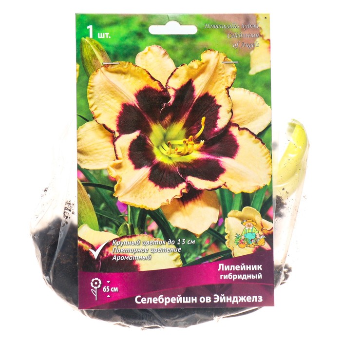 Лилейник гибридный Селебрейшн ов Эйнджелз, I р-р, 1 шт. 65 h(см), Осень 2024 - Фото 1
