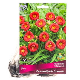 Лилейник гибридный «Силоам Грейс Стамайл», I р-р, 1 шт. 40 h(см), Осень 2024  (артикул 9245770)  большой выбор товаров оптом и в розницу по низким ценам с доставкой