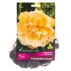 Лилейник гибридный Силоам Дабл Саксесс, I р-р, 1 шт. 45 h(см), Осень 2022  (артикул 9245772)  большой выбор товаров оптом и в розницу по низким ценам с доставкой