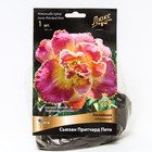 Лилейник гибридный Сьюзан Притчард Пети, I р-р, 1 шт. 50 h(см), Осень 2022  (артикул 9245780)  большой выбор товаров оптом и в розницу по низким ценам с доставкой