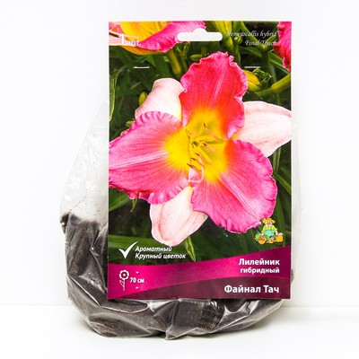 Лилейник гибридный «Файнал Тач», I р-р, 1 шт. 70 h(см), Осень 2025