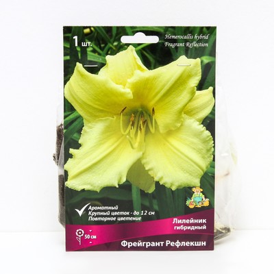 Лилейник гибридный Фрейгрант Рефлекшн, I р-р, 1 шт. 50 h(см), Осень 2024