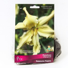 Лилейник гибридный «Хевенли Керлз», I р-р, 1 шт. 65 h(см), Осень 2024  (артикул 9245786)  большой выбор товаров оптом и в розницу по низким ценам с доставкой