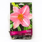 Лилейник гибридный Холс Пинк, I р-р, 1 шт. 60 h(см), Осень 2024 - Фото 1