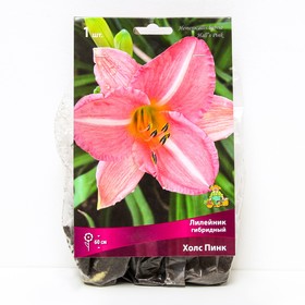 Лилейник гибридный Холс Пинк, I р-р, 1 шт. 60 h(см), Осень 2024  (артикул 9245787)  большой выбор товаров оптом и в розницу по низким ценам с доставкой