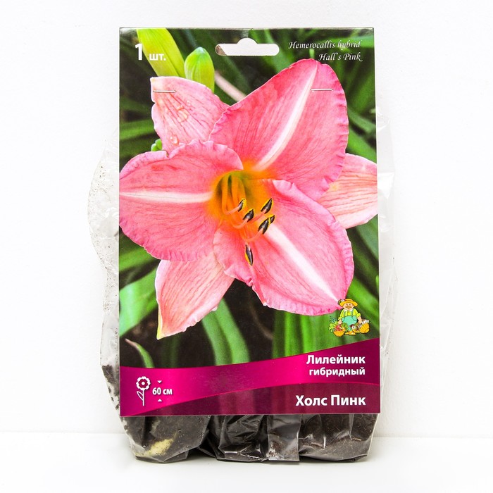 Лилейник гибридный Холс Пинк, I р-р, 1 шт. 60 h(см), Осень 2024 - Фото 1