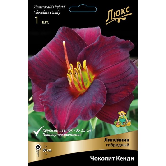 Лилейник гибридный «Чоколит Кенди», I р-р, 1 шт. 60 h(см), Осень 2022