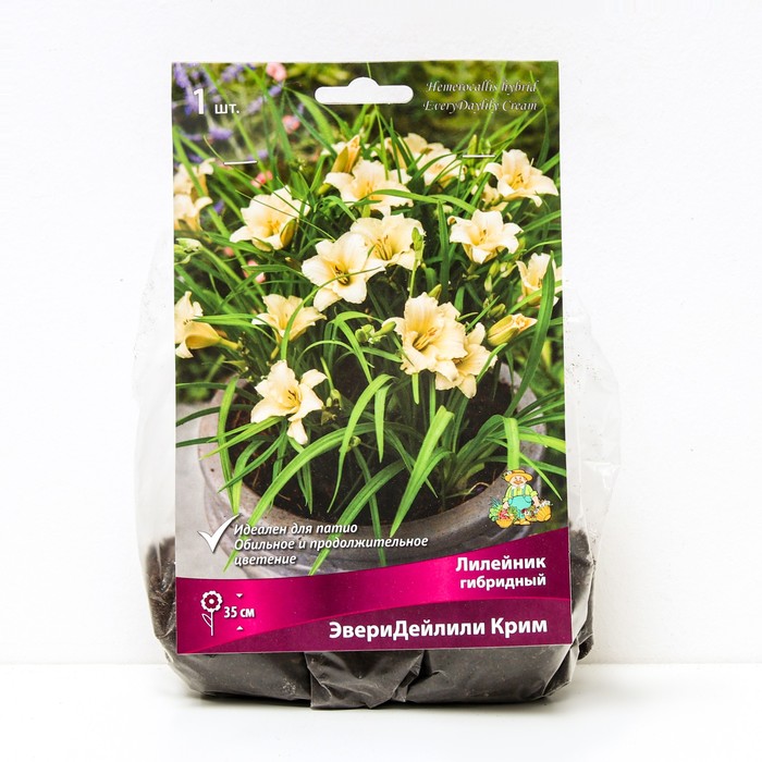 Лилейник гибридный ЭвериДейлили Крим, I р-р, 1 шт. 35 h(см), Осень 2024