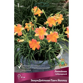 Лилейник гибридный «ЭвериДейлили Панч Йеллоу», I р-р, 1 шт. 45 h(см), Осень 2024  (артикул 9245793)  большой выбор товаров оптом и в розницу по низким ценам с доставкой