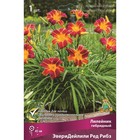 Лилейник гибридный ЭвериДейлили Ред Рибз, I р-р, 1 шт. 45 h(см), Осень 2024  (артикул 9245794)  большой выбор товаров оптом и в розницу по низким ценам с доставкой