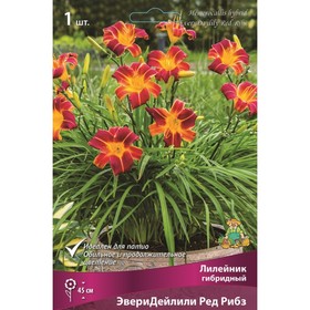 Лилейник гибридный ЭвериДейлили Ред Рибз, I р-р, 1 шт. 45 h(см), Осень 2024  (артикул 9245794)  большой выбор товаров оптом и в розницу по низким ценам с доставкой
