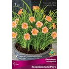 Лилейник гибридный ЭвериДейлили Роуз, I р-р, 1 шт. 35 h(см), Осень 2024  (артикул 9245795)  большой выбор товаров оптом и в розницу по низким ценам с доставкой