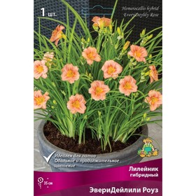 Лилейник гибридный ЭвериДейлили Роуз, I р-р, 1 шт. 35 h(см), Осень 2024  (артикул 9245795)  большой выбор товаров оптом и в розницу по низким ценам с доставкой