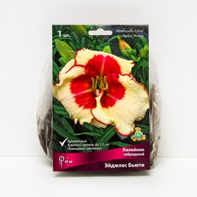 Лилейник гибридный «Эйджлес Бьюти», I р-р, 1 шт. 65 h(см), Осень 2024  (артикул 9245797)  большой выбор товаров оптом и в розницу по низким ценам с доставкой