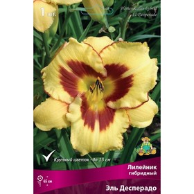 Лилейник гибридный Эль Десперадо, I р-р, 1 шт. 65 h(см), Осень 2024  (артикул 9245798)  большой выбор товаров оптом и в розницу по низким ценам с доставкой