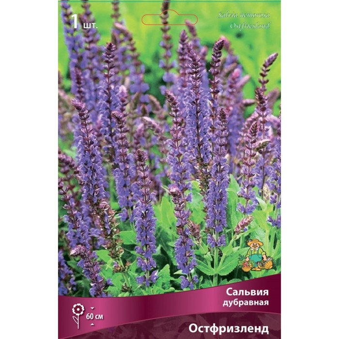 Сальвия дубравная (Шалфей) Остфризленд, I р-р, 1 шт. 60 h(см), Осень 2022 - Фото 1