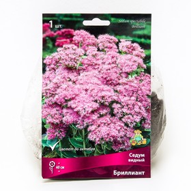 Седум видный Бриллиант, I р-р, 1 шт. 40 h(см), Осень 2022  (артикул 9245802)  большой выбор товаров оптом и в розницу по низким ценам с доставкой