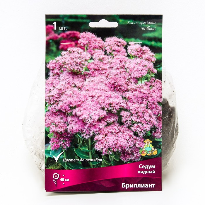 Седум видный Бриллиант, I р-р, 1 шт. 40 h(см), Осень 2022 - Фото 1