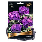 Флокс метельчатый Арлекин, I р-р, 1 шт. 75 h(см), Весна 2026 - Фото 1