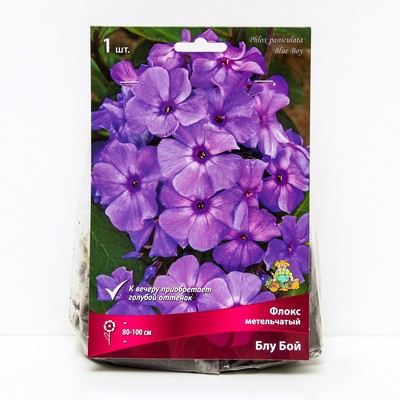 Флокс метельчатый Блу Бой, I р-р, 1 шт. 80-100 h(см), Осень 2025