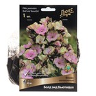 Флокс метельчатый Болд энд Бьютифул, I р-р, 1 шт. 45 h(см), Осень 2022  (артикул 9245805)  большой выбор товаров оптом и в розницу по низким ценам с доставкой