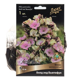 Флокс метельчатый Болд энд Бьютифул, I р-р, 1 шт. 45 h(см), Осень 2022  (артикул 9245805)  большой выбор товаров оптом и в розницу по низким ценам с доставкой