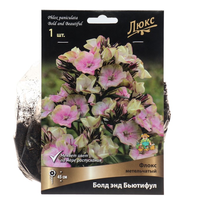 Флокс метельчатый Болд энд Бьютифул, I р-р, 1 шт. 45 h(см), Осень 2022 - Фото 1