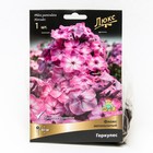 Флокс метельчатый Геркулес, I р-р, 1 шт. 65 h(см), Осень 2024  (артикул 9245806)  большой выбор товаров оптом и в розницу по низким ценам с доставкой