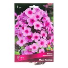 Флокс метельчатый Мисс Пепер, I р-р, 1 шт. 80 h(см), Осень 2022  (артикул 9245809)  большой выбор товаров оптом и в розницу по низким ценам с доставкой