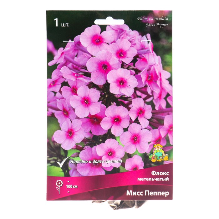 Флокс метельчатый Мисс Пепер, I р-р, 1 шт. 80 h(см), Осень 2022 - Фото 1