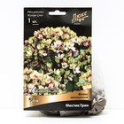 Флокс метельчатый Мистик Грин, I р-р, 1 шт. 55 h(см), Осень 2025 - Фото 1