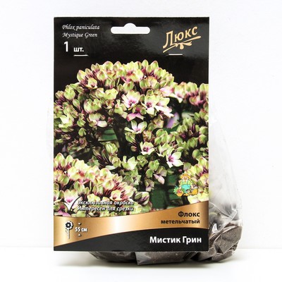 Флокс метельчатый Мистик Грин, I р-р, 1 шт. 55 h(см), Осень 2025