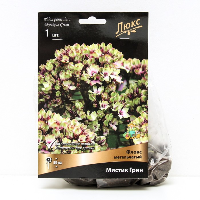 Флокс метельчатый Мистик Грин, I р-р, 1 шт. 55 h(см), Осень 2025 - Фото 1
