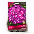 Флокс метельчатый Пёпл Айз, I р-р, 1 шт. 60 h(см), Осень 2025 - Фото 1