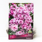 Флокс метельчатый Пикассо, I р-р, 1 шт. 80 h(см), Осень 2022  (артикул 9245813)  большой выбор товаров оптом и в розницу по низким ценам с доставкой