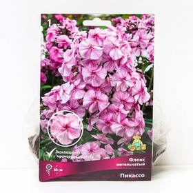 Флокс метельчатый Пикассо, I р-р, 1 шт. 80 h(см), Осень 2022  (артикул 9245813)  большой выбор товаров оптом и в розницу по низким ценам с доставкой