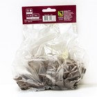 Флокс метельчатый Пикассо, I р-р, 1 шт. 80 h(см), Осень 2022  (артикул 9245813)  большой выбор товаров оптом и в розницу по низким ценам с доставкой