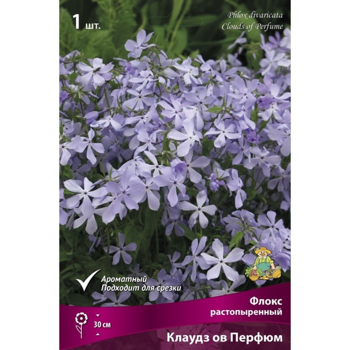 Флокс растопыренный Клаудз ов Перфюм, I р-р, 1 шт. 30 h(см), Весна 2026
