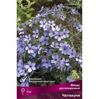 Флокс растопыренный Чаттахучи, I р-р, 1 шт. 30 h(см), Осень 2022  (артикул 9245821)  большой выбор товаров оптом и в розницу по низким ценам с доставкой