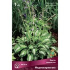 Хоста волнистая Медиовариегата, I р-р, 1 шт. 40*70 h(см), Осень 2025  (артикул 9245823)  большой выбор товаров оптом и в розницу по низким ценам с доставкой
