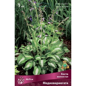 Хоста волнистая Медиовариегата, I р-р, 1 шт. 40*70 h(см), Осень 2025  (артикул 9245823)  большой выбор товаров оптом и в розницу по низким ценам с доставкой