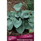 Хоста гибридная Абиква Дринкин Гурд, I р-р, 1 шт. 60*100 h(см), Осень 2025  (артикул 9245824)  большой выбор товаров оптом и в розницу по низким ценам с доставкой